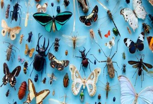 Χρήστος Αθανασίου: Τα έντομα αφανίζονται γιατί πρώτη φορά στην ιστορία τους συνάντησαν τον άνθρωπο