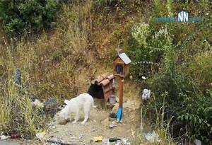Ναύπακτος: Σκύλος δεν ''το κουνάει βήμα'' από το εικόνισμα του αφεντικού του, στο σημείο που σκοτώθηκε 
