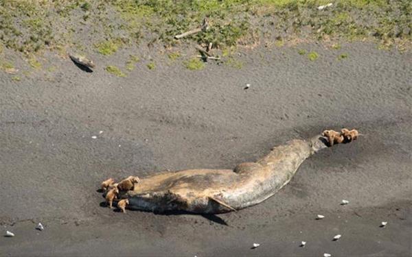 Αλάσκα: Μυστήριο με 30 νεκρές φάλαινες