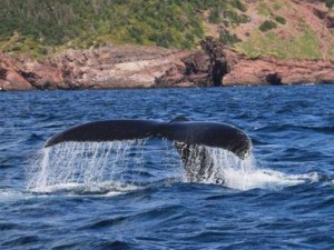 Σπάνιο είδος φάλαινας στην βόρειο Ικαρία (video) 
