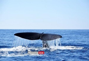 Φάλαινα φυσητήρας 20 μέτρων εμφανίστηκε στα νερά της Μάνης. Φωτογραφίες