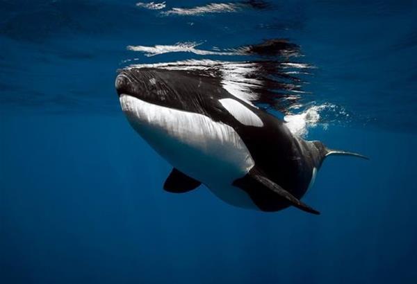 Όρκα η «φάλαινα δολοφόνος» η αιτία που μειώθηκαν οι λευκοί καρχαρίες στην Νότια Αφρική