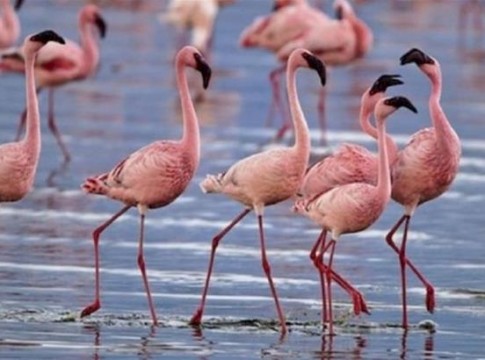 Στον χορό των φλαμίνγκο και άλλων αποδημητικών πουλιών η λίμνη Κερκίνη 