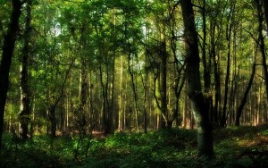 Βιβλιοπαρουσίαση, «Στο σμαραγδένιο δάσος» της Υβόνα Παουλέβιτς