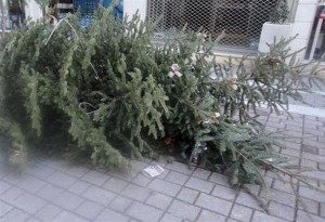Δήμος Ωραιοκάστρου: Πρόγραμμα συλλογής φυσικών χριστουγεννιάτικων δέντρων  