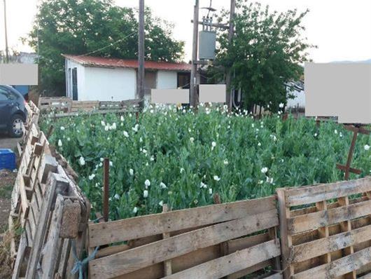 3.700 οπιούχα φυτά κατέσχεσε η ΕΛ.ΑΣ στην περιοχή Νεοχωρακίου Θηβών Βοιωτίας