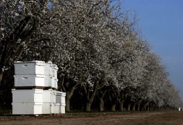  Η θανάσιμη αλήθεια πίσω από το γάλα αμυγδάλου:«Σα να στέλνουμε τις μέλισσες σε πόλεμο»