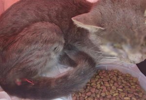 Κρήτη: Ασυνείδητοι τύφλωσαν και βασάνισαν φρικτά αδέσποτη γάτα