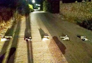 Κτηνωδία στη Κρήτη, βασάνισαν, σκότωσαν και τοποθέτησαν επιδεικτικά τις γάτες στο δρόμο