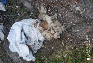 Καταγγελία από το ''Καταφύγιο Ζώων-Animal Refuge'': Bρέθηκαν δέρματα σκύλων(σκληρές φωτό)