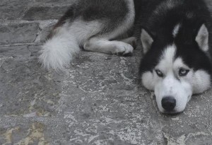 Σοκ στο Μεσολόγγι: Κάτοικος έβγαλε τα μάτια σκύλου...