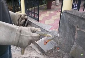  Απομάκρυναν φίδι από αποθήκη κατοικίας στη Λητή Θεσσαλονίκης