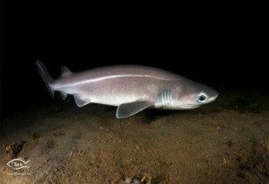 Ψάρεψαν προστατευόμενο είδος καρχαρία και όχι γαλέο στο Άγιον Όρος -  Η καταγγελία της iSea