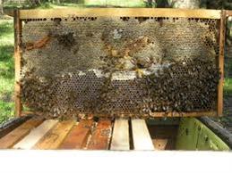 Εργαστήριο μελισσοκομίας από το ΑΠΘ