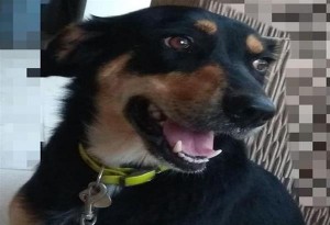 Χάθηκε η αγαπημένη μας σκυλίτσα ΗΡΑ. Η βοήθεια σας είναι σημαντική!