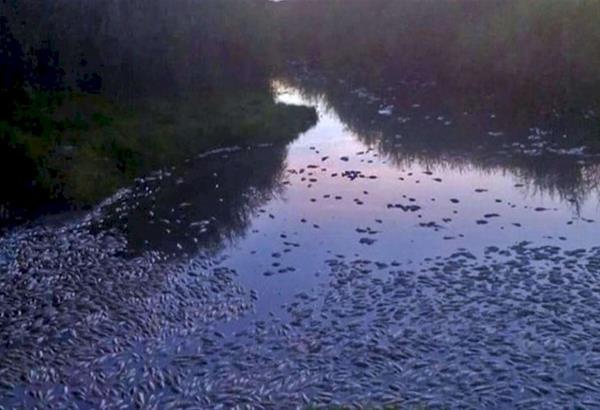 Ανατολική Μακεδονία: Χιλιάδες νεκρά ψάρια εντοπίστηκαν στη λίμνη Ισμαρίδα και στον ποταμό Κομψάτο 