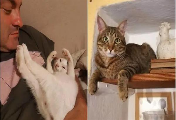 Ιταλία: Ζευγάρι γλίτωσε από τον θάνατο χάρη στις γάτες του.