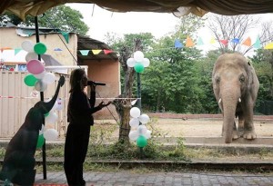 Πακιστάν: Αποχαιρετιστήριο πάρτι για το «μοναχικό ελέφαντα» Κααβάν που ξεκινάει νέα ζωή