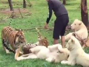 Λεοπάρδαλη ορμά για να τον κατασπαράξει και τον σώζει μία τίγρης
