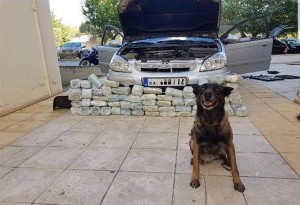 Το λαγωνικό της ΕΛΑΣ ''μυρίστηκε'' πάνω από 32 κιλά κάνναβης στο αυτoκίνητο Σκοπιανού διακινητή