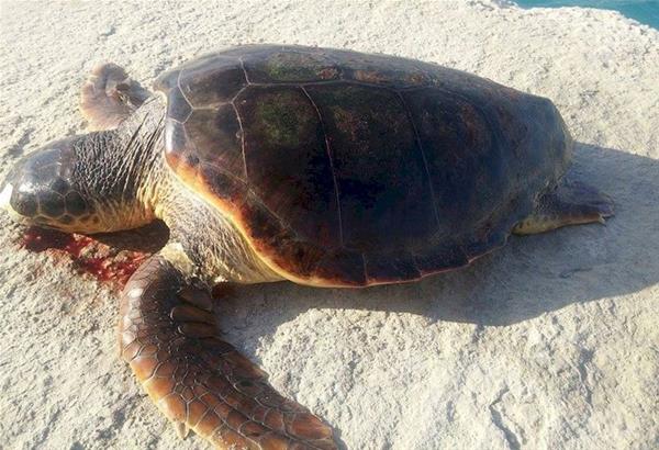 Θεσσαλονίκη: Δεύτερη νεκρή χελώνα καρέτα- καρέτα στο Θερμαϊκό Κόλπο