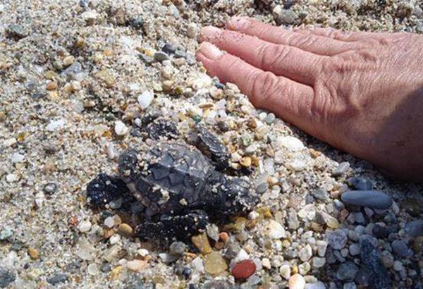 Χαλκιδική: Χελώνα καρέτα καρέτα στη Νέα Σκιώνη