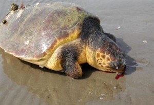 Νέοι Επιβάτες Θεσσαλονίκης: Νεκρή χελώνα καρέτα - καρέτα εντοπίστηκε στην παραλία 