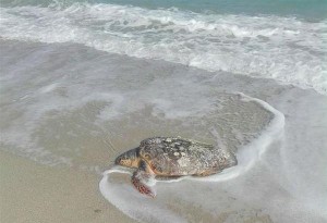 Περαία Θεσσαλονίκης: Εντοπίστηκε νεκρή χελώνα καρέτα-καρέτα στην παραλία 