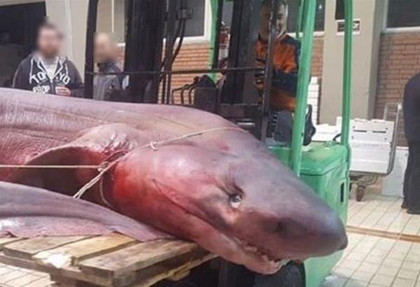  Αντιδράσεις από οικολογικές οργανώσεις για τον καρχαρία «προσκυνητή» που σκότωσαν ψαράδες 