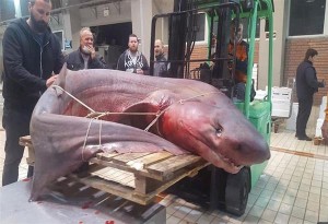 Καβάλα: Ψάρεψαν καρχαρία 330 κιλών. (Φωτό)