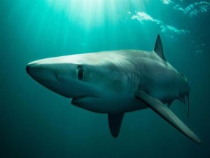 Ανακαλύφθηκε σπάνια περίπτωση Καρχαρία: ανέπτυξε αρσενικά και θηλυκά αναπαραγωγικά όργανα