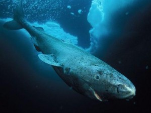 Οι καρχαρίες της Γροιλανδίας που μπορούν να ζήσουν μέχρι και 400 χρόνια