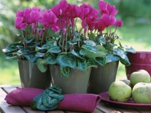 Κάνε τη ζωή σου πιο όμορφη! Βάλε φυτά στο σπίτι σου, γιατί κάνει καλό και στην ψυχική υγεία