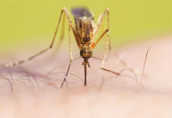 Χαλκιδική: Κρούσμα ιού του δυτικού Νείλου στα Νέα Φλογητά - Οδηγίες στους κατοίκους
