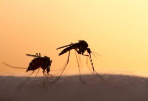EΟΔΥ: Προφυλαχθείτε από τα κουνούπια – Προφυλαχθείτε από τον ιό του Δυτικού Νείλου
