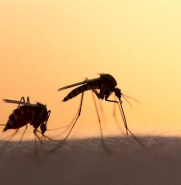 Κουνούπια μέσα στον Δεκέμβριο. Δείτε γιατί συμβαίνει αυτό