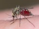 Γιατί μας τσιμπούν τα κουνούπια; Oχι δεν είναι μόνο γιατί ...πεινάνε!