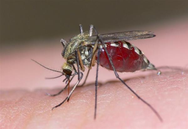 Γιατί μας τσιμπούν τα κουνούπια; Oχι δεν είναι μόνο γιατί ...πεινάνε!