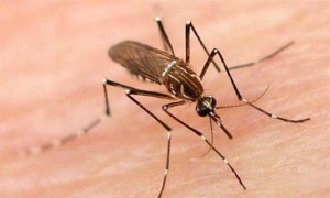  Κουνούπια τέλος, η καλύτερη φυσική άμυνα - το πιο δυνατό εντομοαπωθητικό