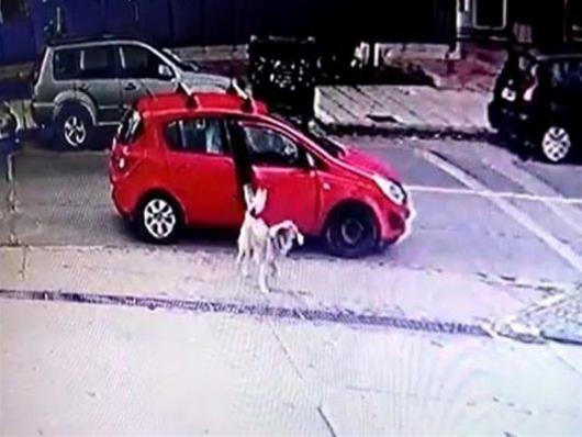 Την κατέγραψε η κάμερα την ώρα που εγκατέλειψε σκύλο στην ανατολική Θεσσαλονίκη (ΒΙΝΤΕΟ)