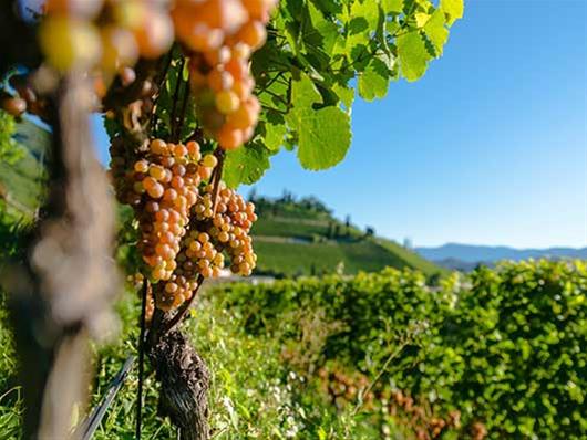 Ο Κήπος Σεμινάρια οργανώνει εκδρομή γευσιγνωσίας στα κρασιά του Βερμίου