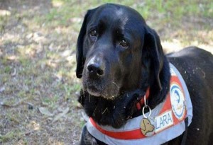 Πέθανε η Λάρα. Ο πρώτος σκύλος οδηγός τυφλών στην Ελλάδα