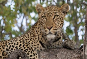 Λεοπάρδαλη επιτέθηκε και σκότωσε ένα 2χρονο αγοράκι στο εθνικό πάρκο Κρούγκερ της Νότιας Αφρικής.