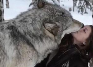 Πελώριος λύκος εξαπολύει επίθεση αγάπης σε κοπέλα που εργάζεται σε πάρκο άγριας ζωής 