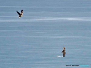 Aπίστευτο video στην Καστοριά: Η αρκούδα πάνω στη παγωμένη λίμνη, σκότωσε έναν κύκνο και δέχτηκε επίθεση από σπάνιο αετό