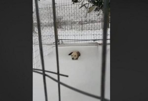Λήμνος: Άφησαν δεμένο ένα σκυλάκι στον χιονιά 