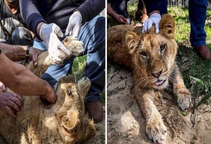 Γάζα-Παλαιστίνη: Εβγαλαν τα νύχια λέαινας με πένσα για να «παίζουν» οι επισκέπτες ζωολογικού κήπου μαζί της