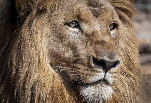 Κορωνοϊός - Ισπανία: Θετικά βρέθηκαν τέσσερα λιοντάρια σε ζωολογικό κήπο