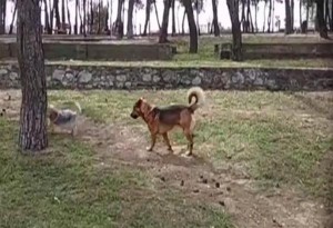 Χαριλάου - Θεσσαλονίκη: Φιλόζωοι επικήρυξαν άτομα που δηλητηρίασαν τον Λουκάνικο και άλλα αδέσποτα σκυλιά. Βίντεο.