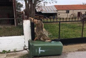 Καστανάς-Θεσσαλονίκη: Λύκος εγκλωβίστηκε στα κάγκελα σπιτιού 